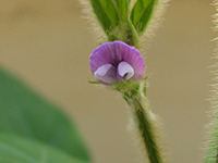 中生光黒（ちゅうせいひかりくろ・北海道）